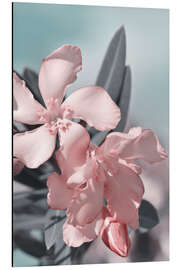 Tableau en aluminium Oleander, delicate pink flowers - Atteloi
