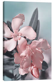 Leinwandbild Oleander, Zarte Rosa Blüten - Atteloi