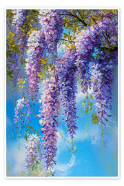 Wall art print Beautiful wisteria - Peter Roder