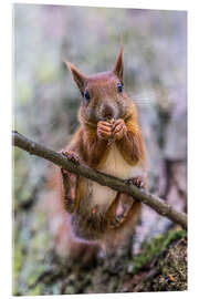 Acrylglasbild Eichhörnchen auf dem Ast