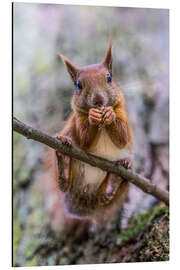 Alubild Eichhörnchen auf dem Ast