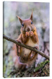 Leinwandbild Eichhörnchen auf dem Ast