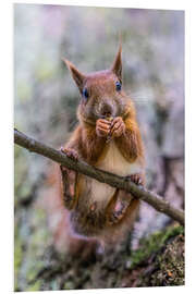 Hartschaumbild Eichhörnchen auf dem Ast