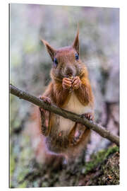 Gallery Print Eichhörnchen auf dem Ast