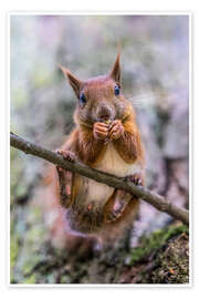 Wandbild Eichhörnchen auf dem Ast - Jaroslaw Blaminsky