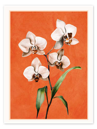 Poster White Orchid