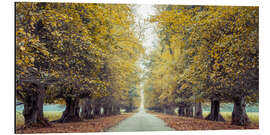 Alubild Straße durch den Herbstwald - Assaf Frank