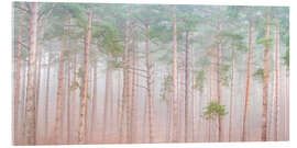 Acrylglasbild Ruhiger Kiefernschleier - Assaf Frank