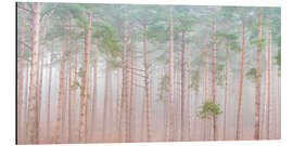 Alubild Ruhiger Kiefernschleier - Assaf Frank