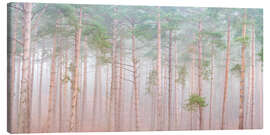 Leinwandbild Ruhiger Kiefernschleier - Assaf Frank