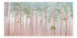 Veggbilde Tranquil Pine Veil - Assaf Frank