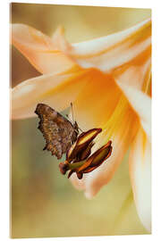 Acrylglasbild Schmetterling auf orangefarbener Lilie