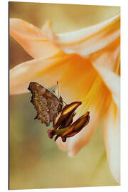 Alubild Schmetterling auf orangefarbener Lilie