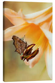 Leinwandbild Schmetterling auf orangefarbener Lilie