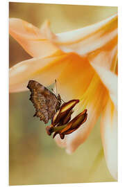 Hartschaumbild Schmetterling auf orangefarbener Lilie