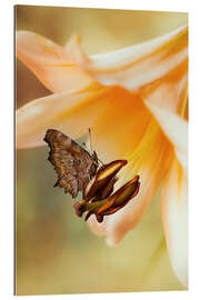 Gallery Print Schmetterling auf orangefarbener Lilie