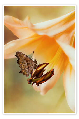 Poster Butterfly on orange lilly