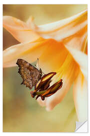 Wandsticker Schmetterling auf orangefarbener Lilie