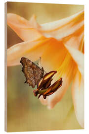 Holzbild Schmetterling auf orangefarbener Lilie