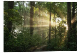 Acrylglasbild Feuchter Sommermorgen in einem niederländischen Wald - Martin Podt