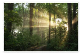 Tableau Humid summer morning in a Dutch forest - Martin Podt