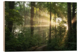 Holzbild Feuchter Sommermorgen in einem niederländischen Wald - Martin Podt