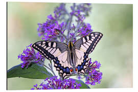 Alubild Schwalbenschwanz auf Schmetterlingsflieder - GUGIGEI
