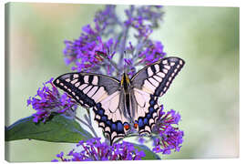 Leinwandbild Schwalbenschwanz auf Schmetterlingsflieder - GUGIGEI