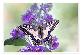 Poster Schwalbenschwanz auf Schmetterlingsflieder - GUGIGEI