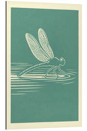 Alubild Libelle, die über Wasser gleitet