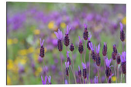 Alubild Schopflavendel