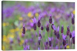 Leinwandbild Schopflavendel