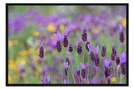 Gerahmter Kunstdruck Schopflavendel