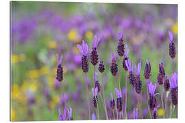 Gallery Print Schopflavendel