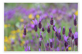 Poster Schopflavendel