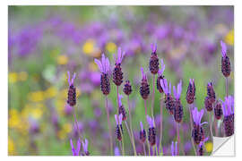 Wandsticker Schopflavendel