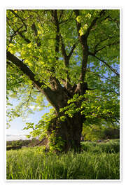 Wandbild Alte Linde im Sommer in Thüringen - Tobias Richter