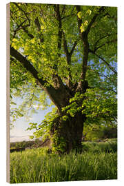 Holzbild Alte Linde im Sommer in Thüringen - Tobias Richter