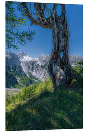 Acrylglasbild Lärche am Gebirgsrand mit Ausblick auf die Julischen Alpen - Stefan Becker