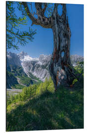 Alubild Lärche am Gebirgsrand mit Ausblick auf die Julischen Alpen - Stefan Becker