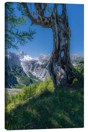 Leinwandbild Lärche am Gebirgsrand mit Ausblick auf die Julischen Alpen - Stefan Becker