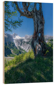 Holzbild Lärche am Gebirgsrand mit Ausblick auf die Julischen Alpen - Stefan Becker