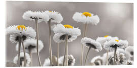 Acrylglasbild Bellis in Schwerz-Weiß - Atteloi