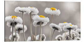 Aluminium print Bellis in black and white - Atteloi