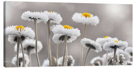 Leinwandbild Bellis in Schwerz-Weiß - Atteloi