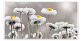 Wandbild Bellis in Schwerz-Weiß - Atteloi