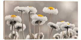 Holzbild Bellis in Schwerz-Weiß - Atteloi