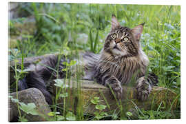 Acrylglasbild Maine Coon Kater im Garten - Heidi Bollich