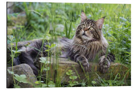 Tableau en aluminium Maine Coon cat in the garden - Heidi Bollich