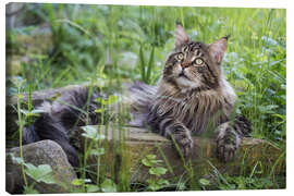 Leinwandbild Maine Coon Kater im Garten - Heidi Bollich